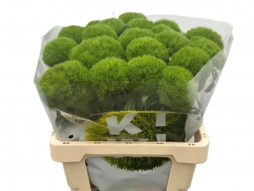Dianthus Gozdzik barb. kiwi mellow 60Cm (20)