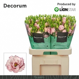 Eustoma lisanne light pink lion star