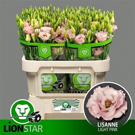 Eustoma lisanne light pink lion star