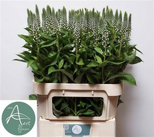 Lysimachia moonlight 80cm