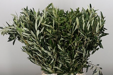 Olijf blad 60cm