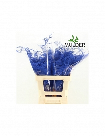 Asparagus ex dark blue 65cm