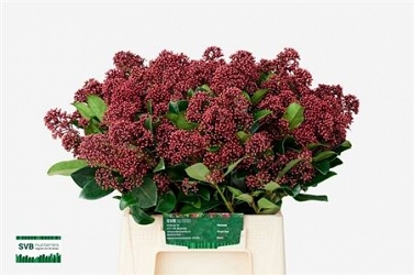 Skimia rubella 45cm