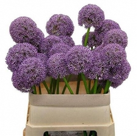 Alium grootbloemig 80cm