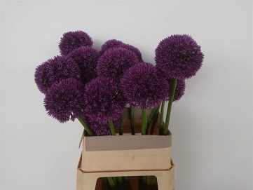 Alium grootbloemig 80cm
