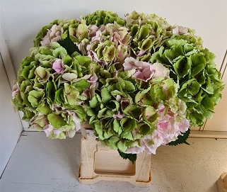 Hydrangea verna cl 60cm