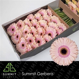 Gerbera gr aliance