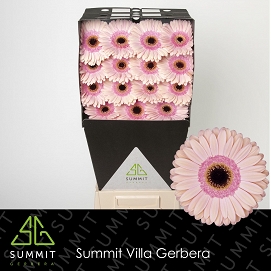 Gerbera gr aliance