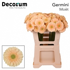 Gerbera mini moet