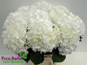 Hydrangea white verna 65cm