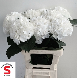 Hydrangea white verna 65cm