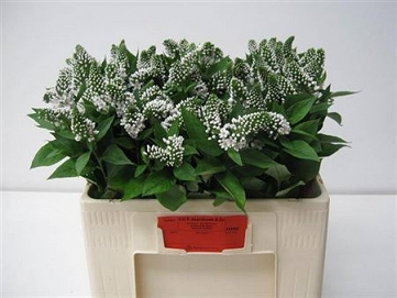 Lysimachia fortunei jumbo 60cm