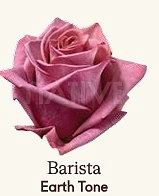 Róża eq barista 60/50 