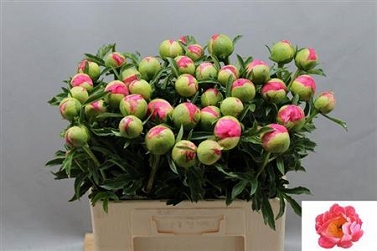 Paeonia coral sunset 60cm (40)