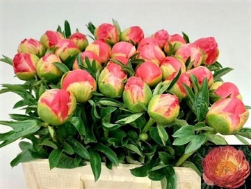 Paeonia coral sunset 60cm (40)