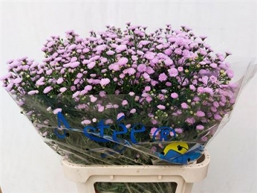 Aste nb MI Baby pink pea 85cm