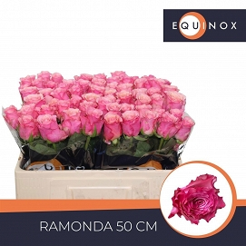 Róża ramonda 50/60 equinox