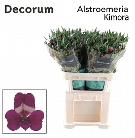 Alstromeria kimora 