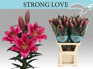 Lilium ot strong love 120cm