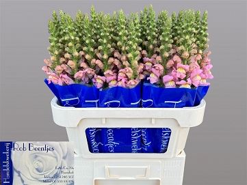 Antirhinum antibes pink 80cm
