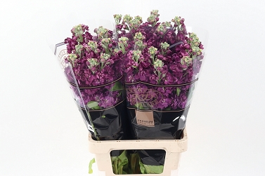 Matthiola milla aubergin 70cm