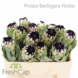 Protea niobe 50cm
