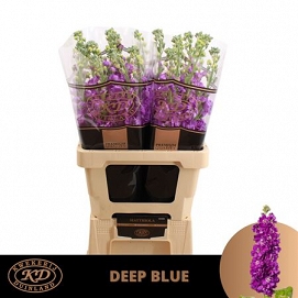 Matthiola mathilda blue 70cm