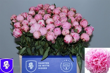 Paeonia sarah 60cm (50) Karsten