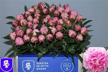 Paeonia sarah 60cm (50) Karsten