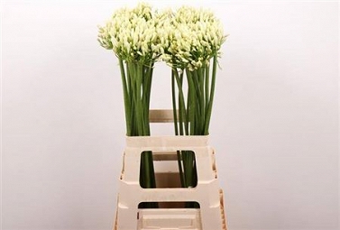 Agapanthus gletsjer 70cm