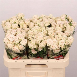 Róża tr royal porcelina 60/60 timaflor