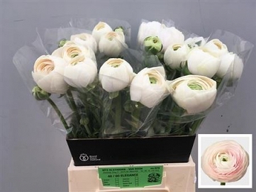 Ranun hanoi 45cm (30) 50gr