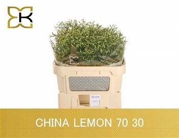 Limonium sin china lemon 70cm