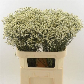 Limonium sin colada 80cm