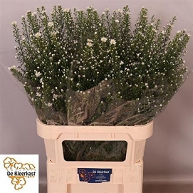 Aster monte cassino 90cm