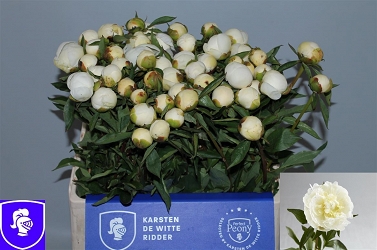 Paeonia duches d nemo 60cm (50) karsten
