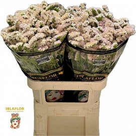 Limonium s apricot sun 80cm