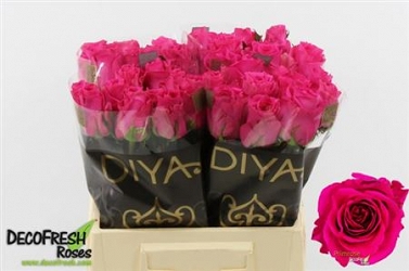 Róża primrose 40/50 diya