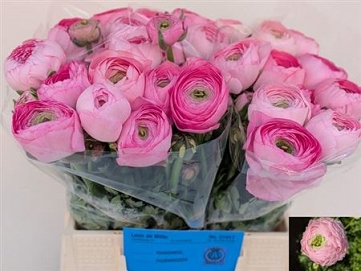 Ranun am pink 45cm (40) 60gr