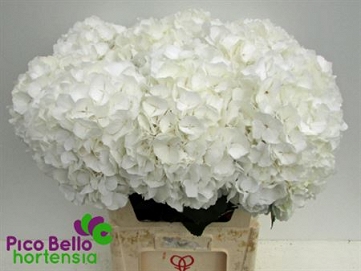 Hydrangea white verna 80cm