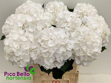 Hydrangea white verna 80cm