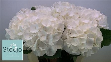 Hydrangea white verna 80cm