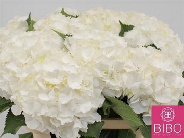 Hydrangea white verna 80cm