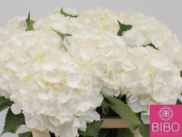 Hydrangea white verna 80cm