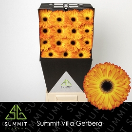 Gerbera gr catwalk