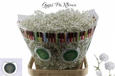 Gyps xlence 80cm