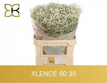 Gyps xlence 80cm