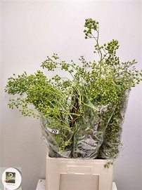 Rosa corallo 70cm