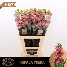 Matthiola impala terra 70cm