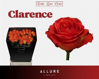 Róża clarence 80/40 allure
